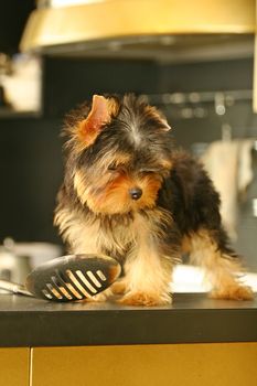 The Yorkshire Terrier is a small dog breed of Terrier type, developed in the 1800s in the historical area of Yorkshire in England. The defining features of the breed are its small size and its silky blue and tan coat. The breed is nicknamed Yorkie and is placed in the Toy Terrier section of the Terrier Group by the Federation Cynologique Internationale and in the Toy Group or Companion Group by other kennel clubs, although all agree that the breed is a terrier. A winning showdog and a popular companion dog, the Yorkshire Terrier has also been part of the development of other breeds, such as the Australian Silky Terrier.