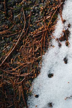 The winter ground is melting and showing moss, mud and straw through the snow.