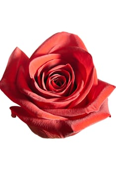 Beautiful fresh red rose bud isolated on a white background.