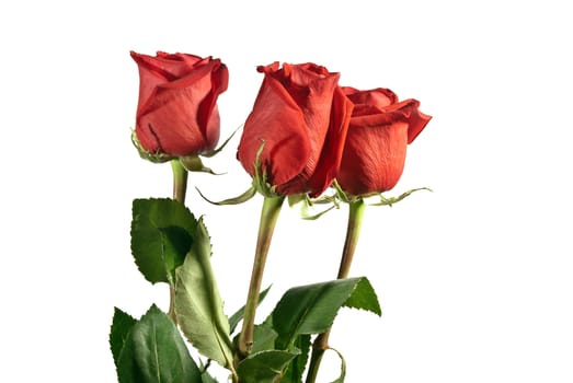 Beautiful bouquet of red roses isolated on white background.