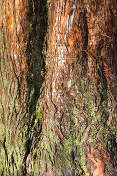 A redwood tree trunk covered in moss.