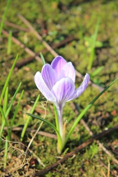 A single purple and white crocus in the grass