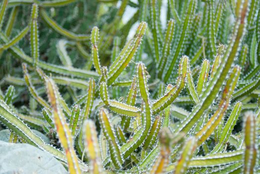 A bed of green cacti have prickley stickers.