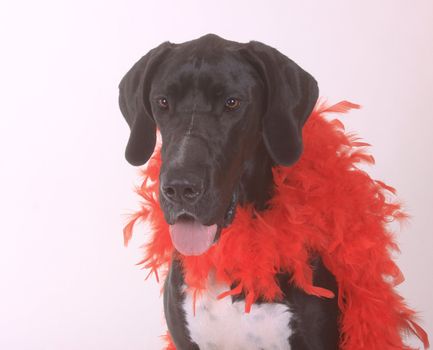 big dog, dog, black, boa, red boa, red, copy space, Great Dane, white background, Valentine's Day, indoors, happy,