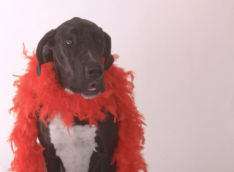 big dog, dog, black, boa, red boa, red, copy space, Great Dane, white background, Valentine's Day, indoors, happy,