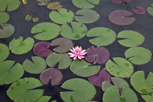 pink water lily and leaf in pond