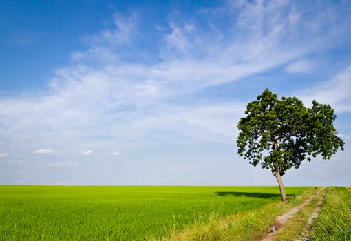 tree in paddy field