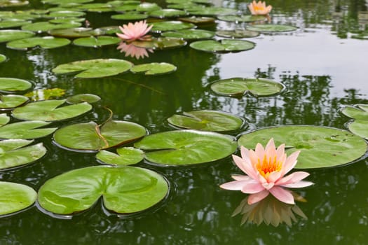 pink water lily in pond