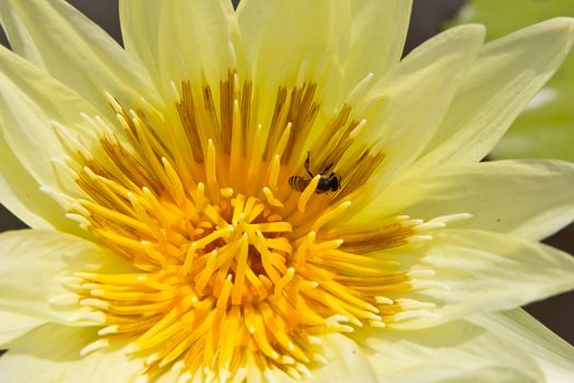 bee in yellow water lily