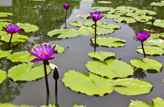 purple water lily in hand