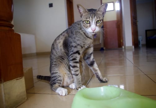 Cat sitting at home with a food bowl.