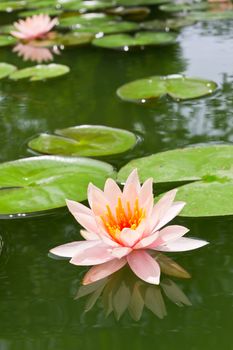 pink water lily in pond