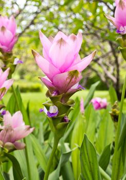 siam tulip flower