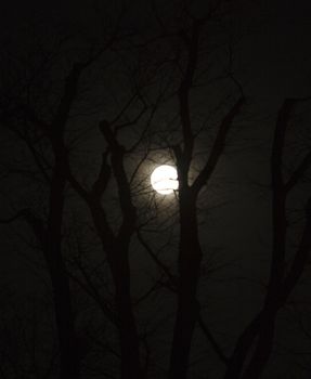 Trees and moon at night