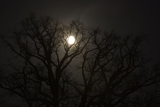 Trees and moon at night