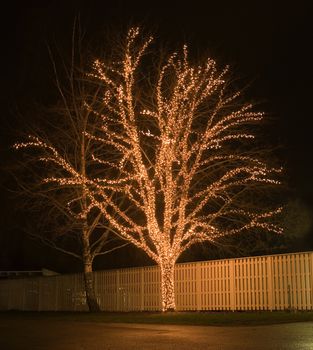 Christmas Decorated tree at night