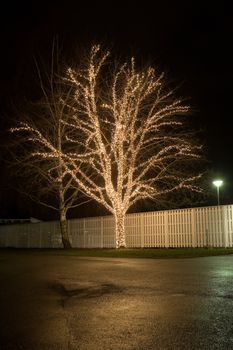 Christmas Decorated tree at night