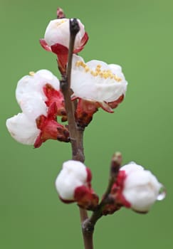 close up of blossoming branch of apricot tree