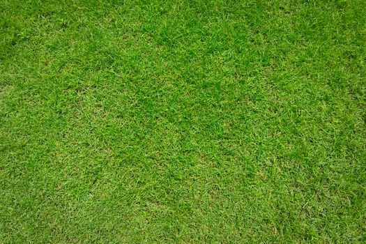 green grass background