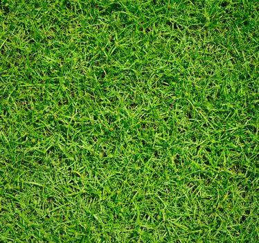 green grass background