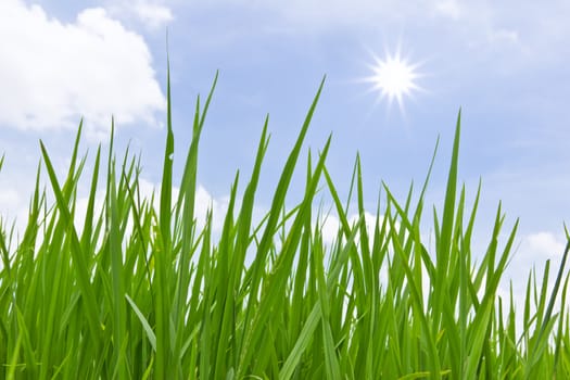 fresh spring green grass Isolated on white background