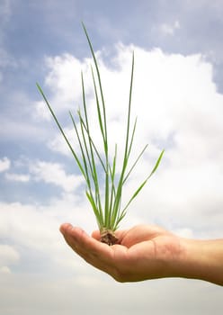 green grass in hand on paddy field