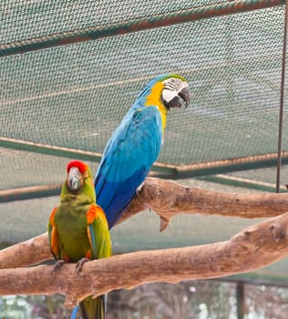 portrait of macaw bird