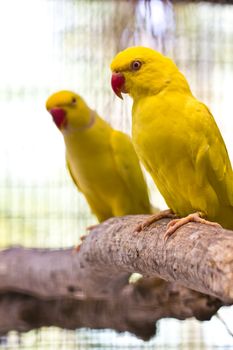 yellow ring necked parrot