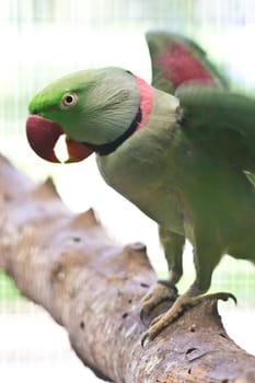 green ring necked parrot