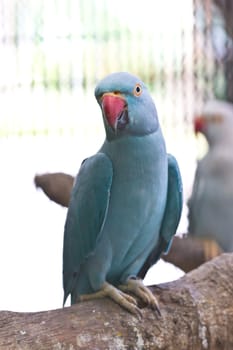 blue ring necked parrot