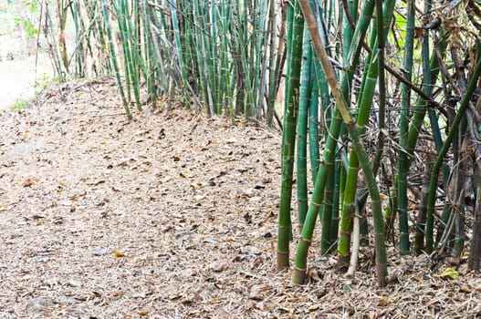 Bamboo on the road