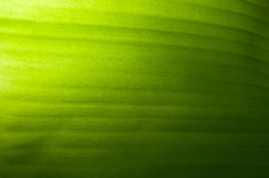 Banana Leaf Background Effect