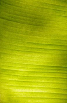 Banana Leaf Background Effect