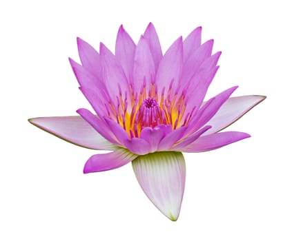 purple water lily isolated