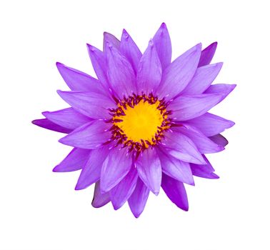 purple water lily isolated