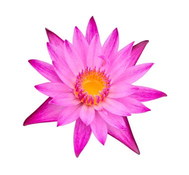 pink water lily isolated