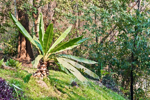 Banana Leaf in the Garden