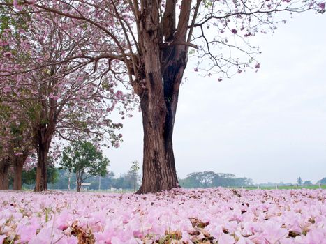 Pink trumpet tree blooming in countryside with farmland on backside(Tabebuia rosea, Family Bignoniaceae, common name Pink trumpet tree, Rosy trumpet tree, Pink Poui, Pink Tecoma)