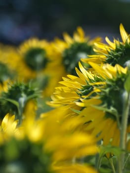 Backside of sunflower field like smile upon the sun