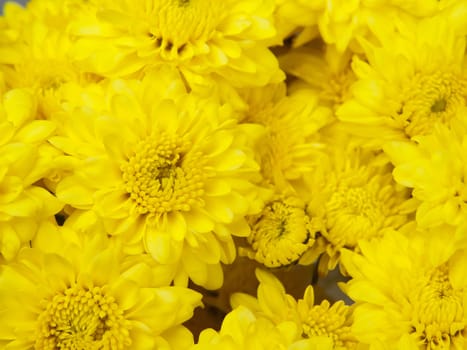 Beautiful yellow chrysanthemums flowers, close up shot