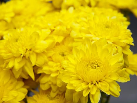 Beautiful yellow chrysanthemums flowers, close up shot