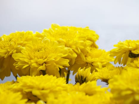 Beautiful yellow chrysanthemums flowers, close up shot