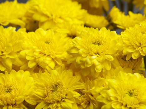 Beautiful yellow chrysanthemums flowers, close up shot