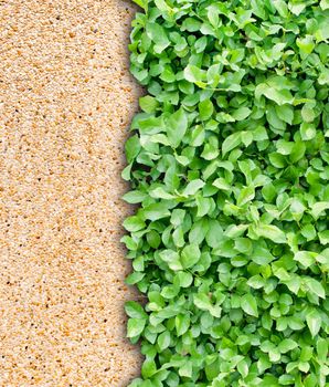 Brown Wall and Green Leaf Background