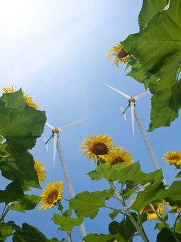 Windmill with sunflowers and pure fresh air