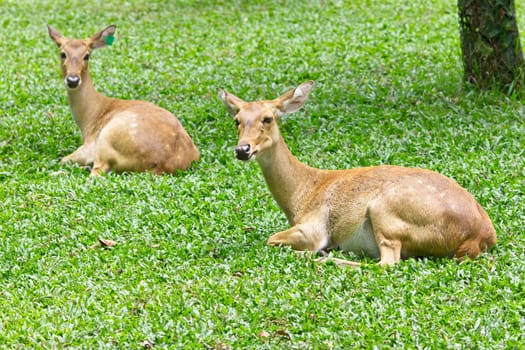 portrait of deer