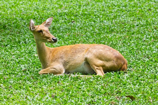 portrait of deer