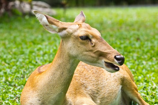 portrait of deer