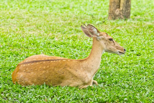 portrait of deer