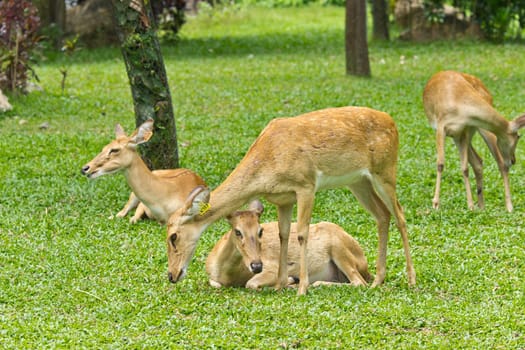 portrait of beautiful deers